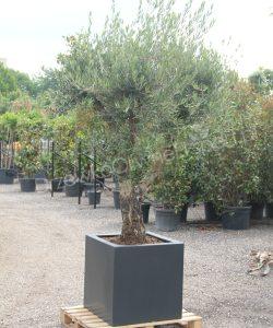 Olivenbaum 40/50 cm Stammumfang als Kurzstamm im isolierten GFK / Polyester Pflanzkübel (LxBxH) 70x70x70cm