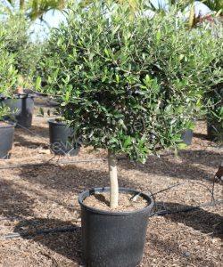 Kaufen Sie jungen Olivenbaum in einem Topf