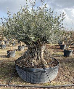 Olivenbaum Bonsai
