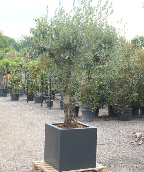 Olivenbaum 40/50 cm Stammumfang als Kurzstamm im isolierten GFK / Polyester Pflanzkübel (LxBxH) 70x70x70cm
